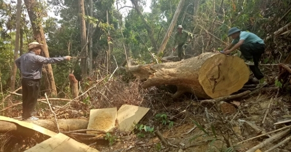 Đắk Lắk: 13 cây gỗ lớn bị lâm tặc đốn hạ