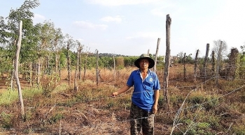 Vụ “Liên kết rồi… bỏ chạy”: UBND tỉnh Gia Lai chỉ đạo tìm giải pháp bảo vệ nông dân