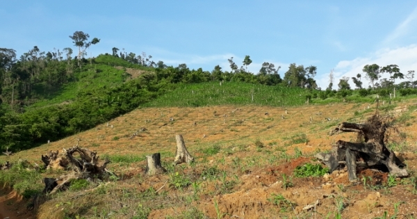 Đắk Lắk: Điểm nóng về phá rừng ở huyện Ea Kar hé lộ nhiều dấu hiệu khuất tất