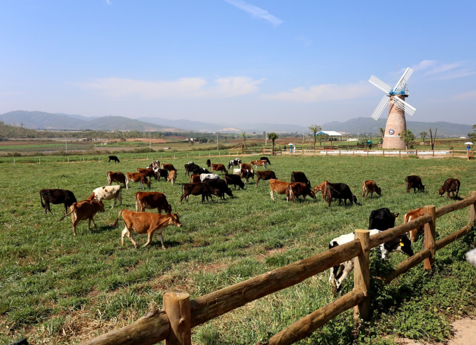 Ngo&agrave;i c&aacute;c trang trại b&ograve; sữa Organic tại Việt Nam, Vinamilk đ&atilde; đầu tư x&acirc;y dựng một dự &aacute;n tổ hợp trang trại Organic tại L&agrave;o với quy m&ocirc; 4.000 con