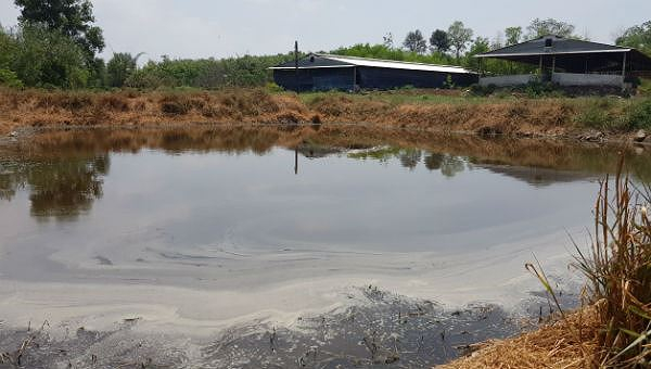 Hồ chứa nước của một trại lợn ở tổ 1, ấp Hưng Hiệp.