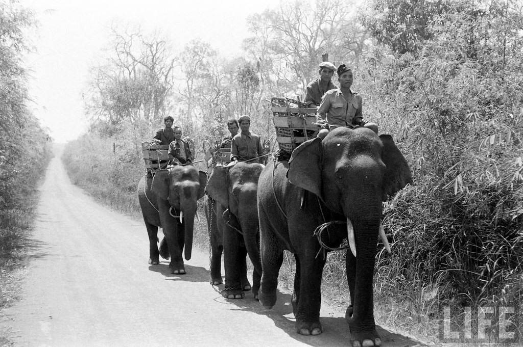 Không biết từ bao giờ, gia đình nào ở Tây Nguyên sở hữu voi nhà hiển nhiên là niềm vinh dự, tăng cao địa vị của chủ voi trong buôn làng...