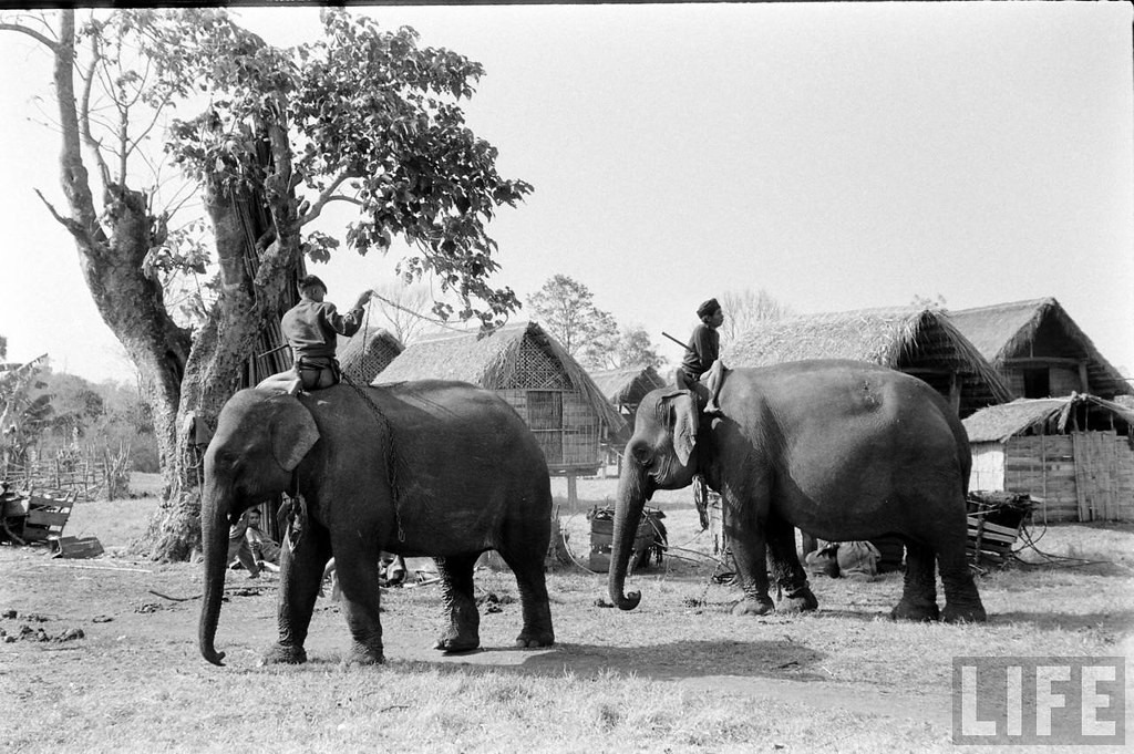 Trong phóng sự ảnh, nhiếp ảnh gia người Mỹ John Dominis đã ghi lại được nhiều khoảnh khắc về cảnh sinh hoạt của người bản địa gắn với voi rừng.