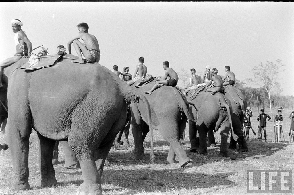 Tại hội chợ, nhiếp ảnh gia người Mỹ John Dominis đã lưu giữ được hình ảnh đàn voi tập trung tại bãi đất trống để chuẩn bị tham gia các hoạt động văn hóa tại hội chợ.