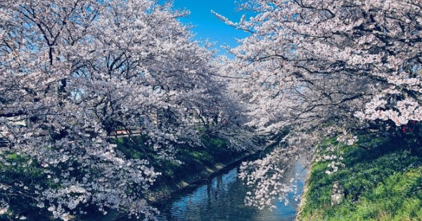 Mùa hoa anh đào đẹp nhưng buồn vì đại dịch COVID-19 ở Nhật Bản