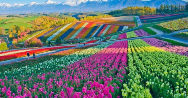 Chiêm ngưỡng vẻ lộng lẫy của những cánh đồng hoa đẹp nhất thế giới