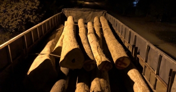 Chặn bắt nhóm đối tượng vận chuyển gỗ lậu trong đêm