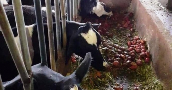 Lâm Đồng: Đàn bò sữa bị sét đánh chết tại chuồng