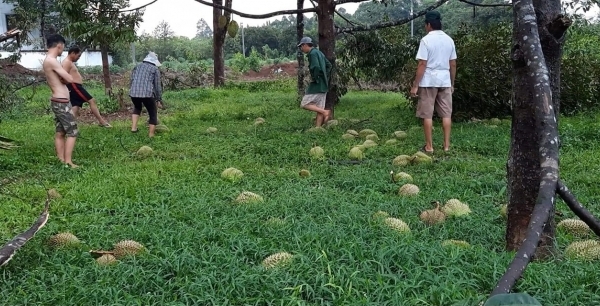 Mưa lớn gây thiệt hại nông sản của người dân Đồng Nai