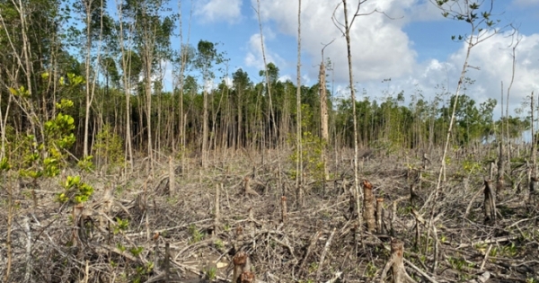 Lào Cai: Khởi tố nhiều đối tượng hủy hoại rừng phòng hộ