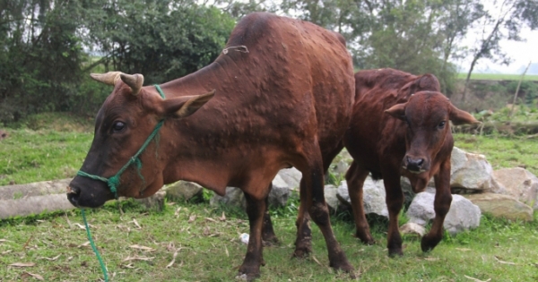 Nghệ An: Dịch viêm da nổi cục trên trâu, bò diễn ra trên diện rộng