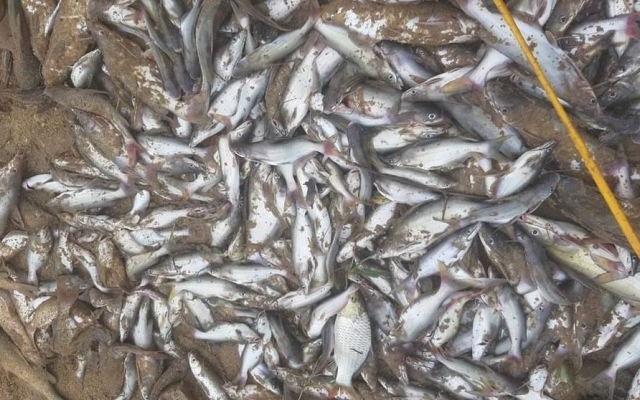 Đã có kết quả phân tích mẫu nước sau vụ việc cá chết hàng loạt trên sông Con ở Nghệ An