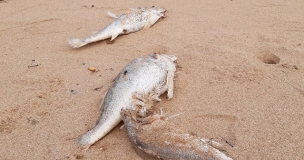 Cá chết hàng loạt dạt vào bãi biển ở Nghệ An