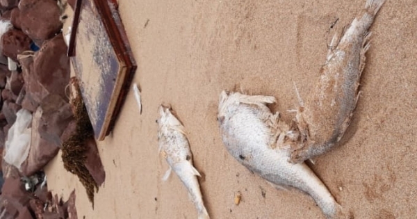 Công an Nghệ An điều tra nguyên nhân cá chết hàng loạt