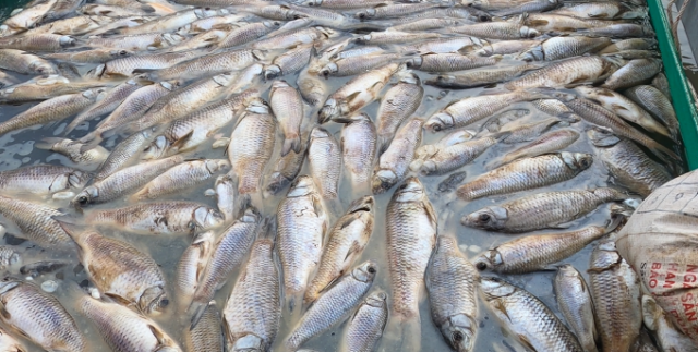 Bình Dương: Nông dân thiệt hại nặng nề do cá bè chết hàng loạt