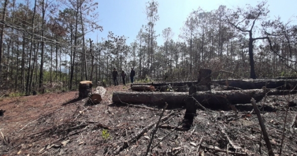 Lâm Đồng: Xử lý trách nhiệm đối với người đứng đầu đơn vị chủ rừng