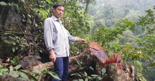 Tuyên Quang: Hai đối tượng khai thác gỗ nghiến trái phép