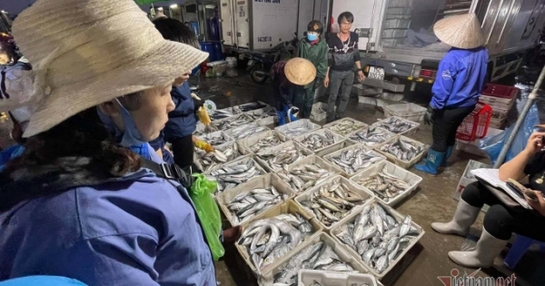 Chợ cá "không ngủ" nhộn nhịp nhất Hạ Long