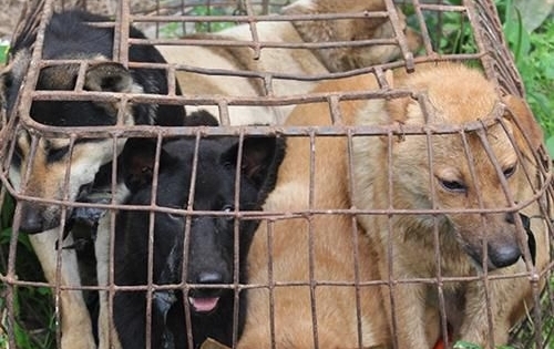 Nghệ An: Bắt nhóm đối tượng trộm chó chuyên nghiệp