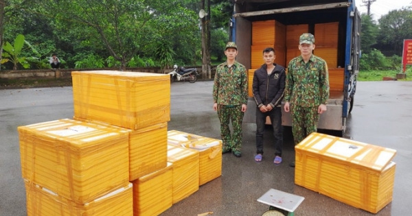 Quảng Ninh: Bắt giữ xe tải chở nửa tạ cá tầm nhập lậu trên đường đưa đi tiêu thụ
