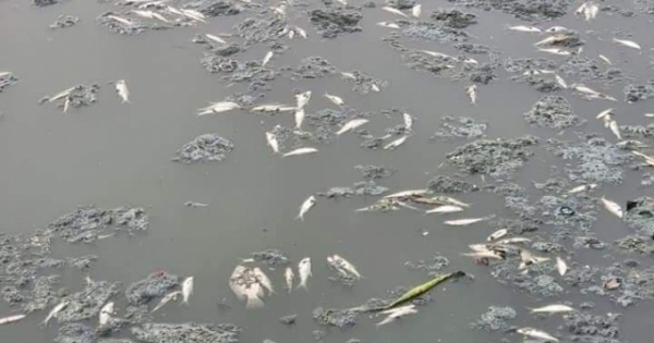 Cá chết hàng loạt tại hồ Công viên trung tâm thành phố Vinh
