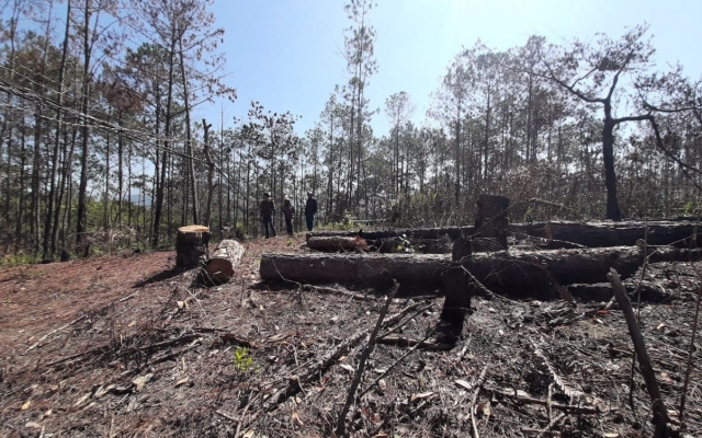 Lâm Đồng: Xử lý trách nhiệm đối với người đứng đầu đơn vị chủ rừng