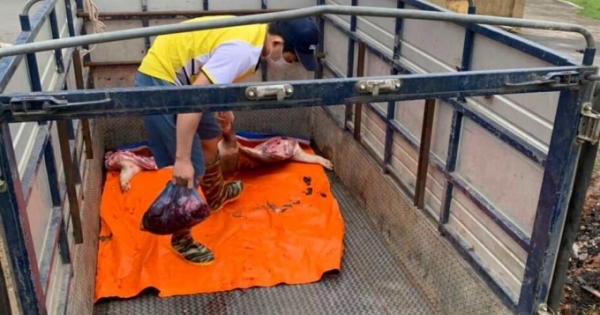 Vĩnh Phúc: Bắt vụ vận chuyển lợn chết từ Lập Thạch đưa về TP Vĩnh Yên tiêu thụ