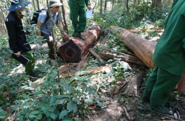 Vào khu bảo tồn Ea Sô phá rừng, 37 người ở Phú Yên dính án