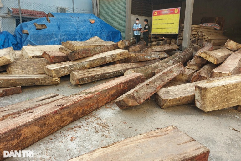 Số gỗ được đưa về Hạt kiểm lâm huyện Kỳ Sơn phục vụ công tác điều tra.