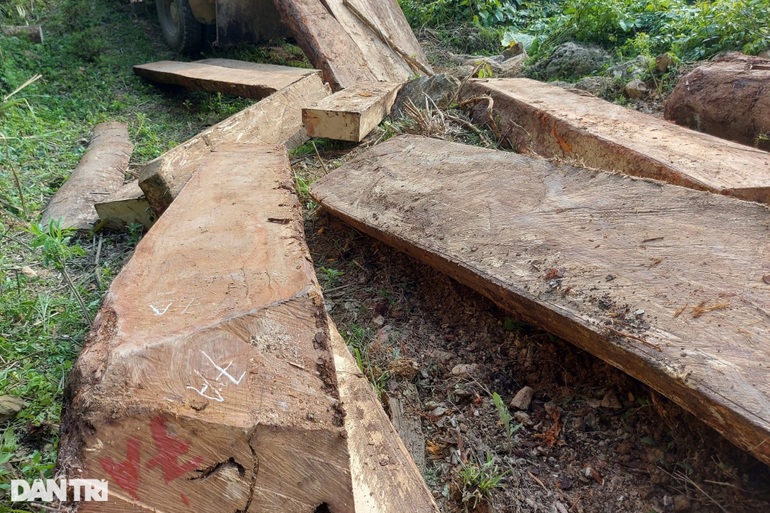 Những cây gỗ lớn bị chặt hạ, cưa xẻ thành từng khối.