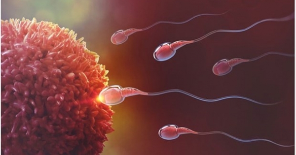 Mối liên quan giữa COVID-19 và khả năng sinh sản của nam giới