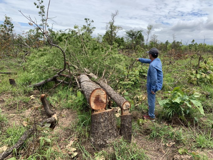 Hiện trường vụ phá hơn 382 ha rừng ở huyện Ea Súp.( Ảnh: Hoài Thu)
