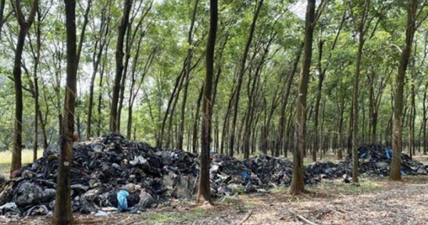 Bình Phước: Truy tìm phương tiện đổ trộm khoảng 20 tấn rác thải trong vườn cao su