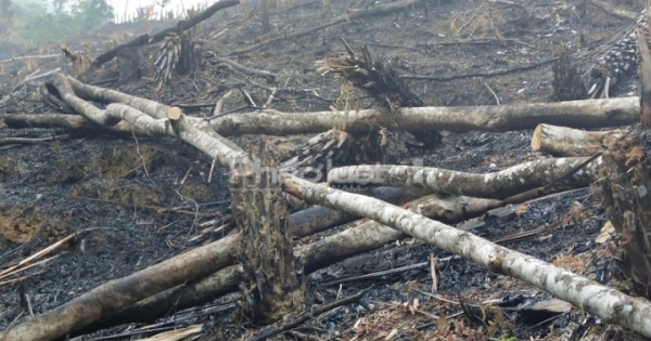 Kỳ 4 - Khi nào rừng tự nhiên ở Xuân Giang mới ngưng bị tàn phá?