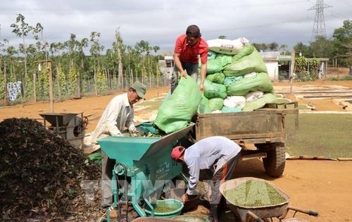 Đưa công nghệ hỗ trợ kết nối thông tin, tiêu thụ nông sản ở Đắk Nông