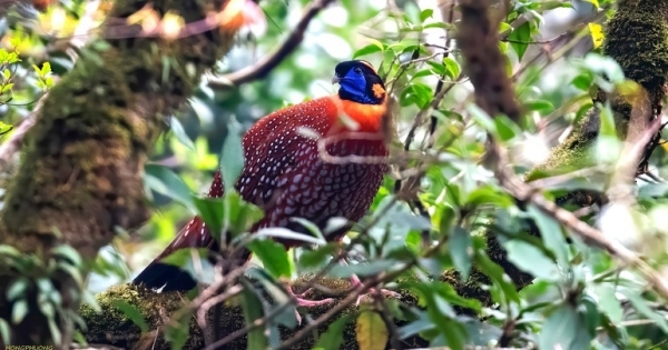 Phát hiện loài chim tuyệt đẹp, quý hiếm trong Vườn quốc gia Hoàng Liên