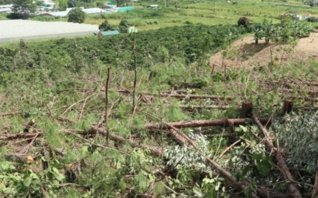Lâm Đồng: Ngang nhiên lấn chiếm đất rừng sản xuất, 12 cá nhân bị xử phạt gần 1 tỉ đồng