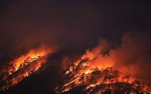 Lâm Đồng: Cháy rừng thông hàng chục năm tuổi ở đèo Pren