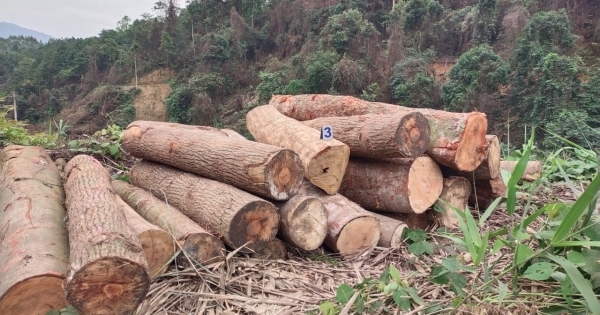 Chủ tịch tỉnh Bắc Kạn chỉ đạo xử lý nghiêm vụ phá rừng tại huyện Chợ Đồn