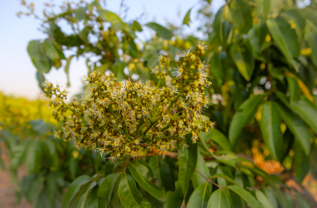 Thời tiết tốt, vải thiều Bắc Giang ra hoa đạt tỷ lệ cao dự báo mùa bội thu