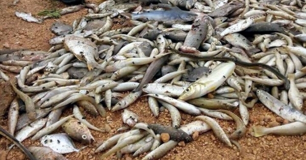 Lấy mẫu trầm tích biển mới biết Formosa có làm chết cá?