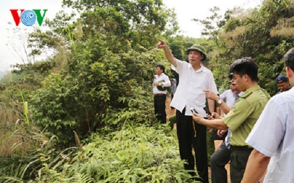 Chủ tịch UBND tỉnh Quảng Ninh trực tiếp kiểm tra hiện trường vụ chặt ph&aacute; rừng tại huyện Ho&agrave;nh Bồ.
