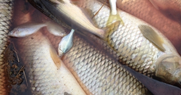 Thanh Hóa: Cá tiếp tục chết trên sông Bưởi, cần làm rõ nguyên nhân ô nhiễm