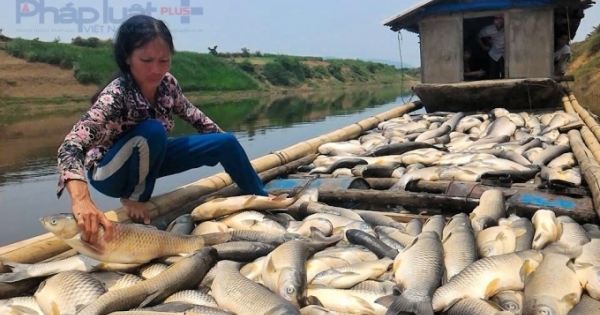 14 tấn cá lồng chết trên sông Bưởi chưa rõ nguyên nhân