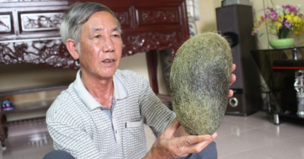 Hà Nội: Làng quê rúng động vì “Cát lợn” khủng nặng 2,8 kg