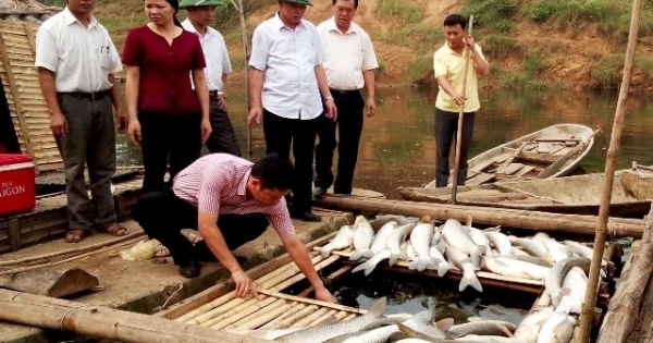 Báo cáo Thủ tướng vụ cá lồng chết hàng loạt tại Thanh Hóa