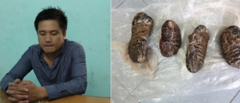 Nam Định: Bắt kẻ vận chuyển 4 xác cá thể hổ con trái phép