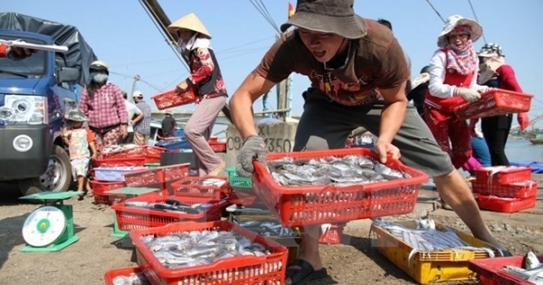 Gần 140 mẫu hải sản ở các tỉnh miền Trung có kết quả an toàn