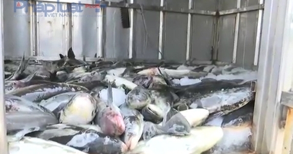 Thanh Hóa: Kết luận khôi hài về nguyên nhân cá chết trên sông Lạch Bạng