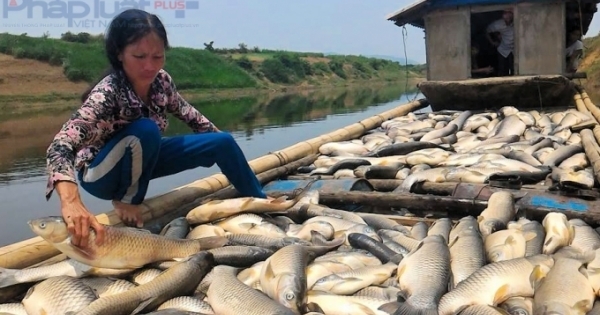 Vụ cá chết trên sông Bưởi: Nhà máy gây ô nhiễm cam kết đền bù 1,4 tỉ đồng